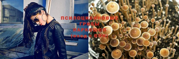 сатива Новозыбков