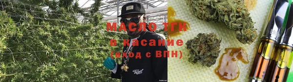 сатива Новозыбков