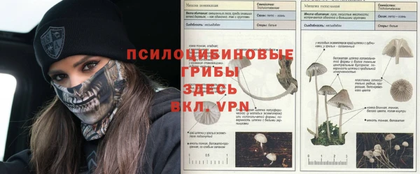сатива Новозыбков